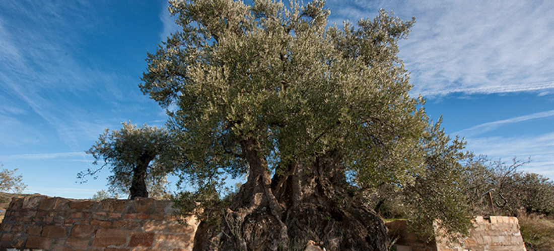 Mención al mejor olivo de España 2017, en Colungo